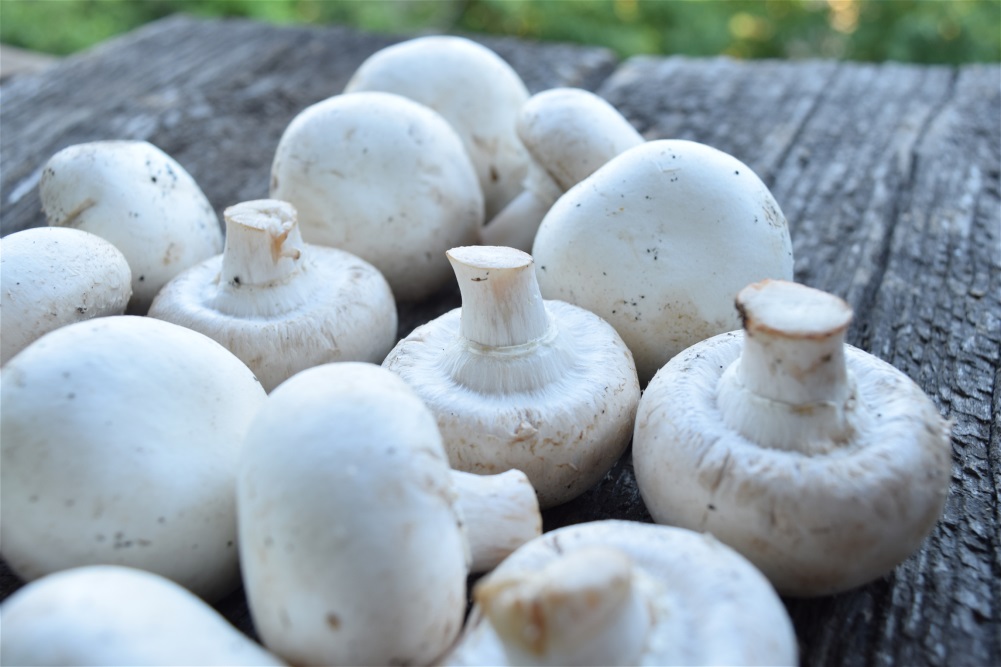 Как можно жарить белые грибы на сковороде